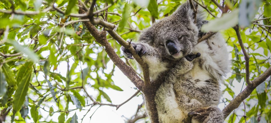 Zoo W Melbourne - Melbourne: Zdobądź Bilety | GetYourGuide