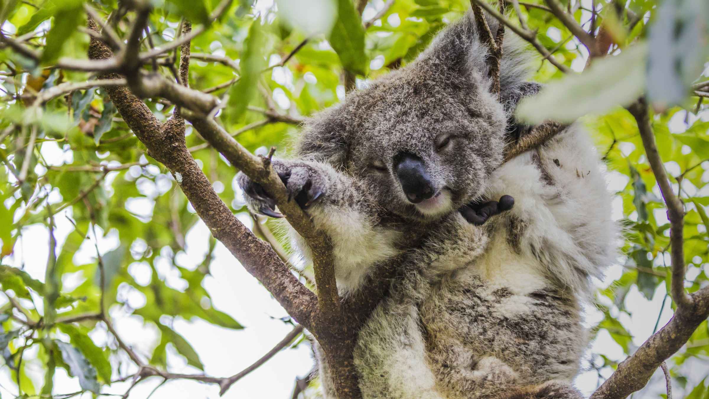 Melbourne Zoo, Melbourne - Book Tickets & Tours | GetYourGuide