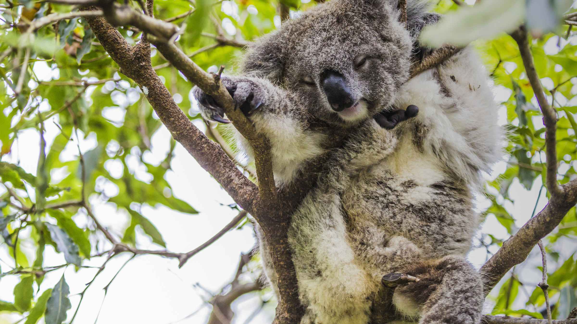 Is Melbourne Zoo Parking Free