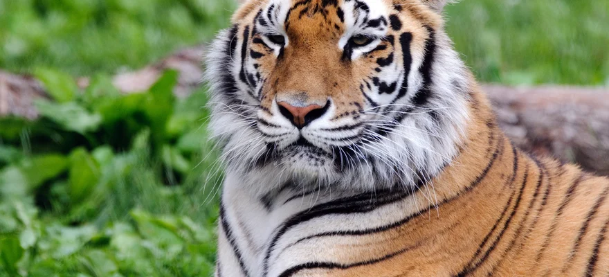 Franklin Park Zoo