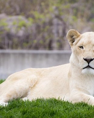 Toronto Zoo