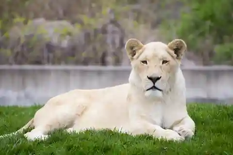 5. Zoo de Toronto