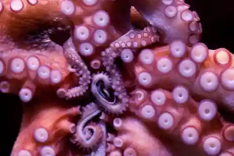 10. Sea Life Porto