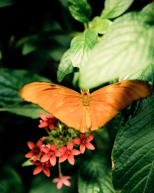 Audubon Butterfly Garden and Insectarium, New Orleans Book