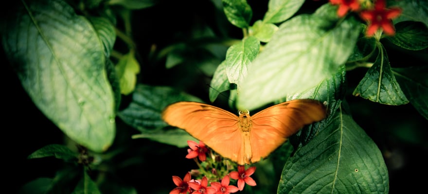 Audubon Butterfly Garden And Insectarium, New Orleans - Book Tickets ...