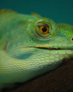 Reptile Centre d’Alice Springs