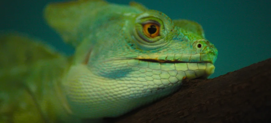 Reptile Centre d’Alice Springs