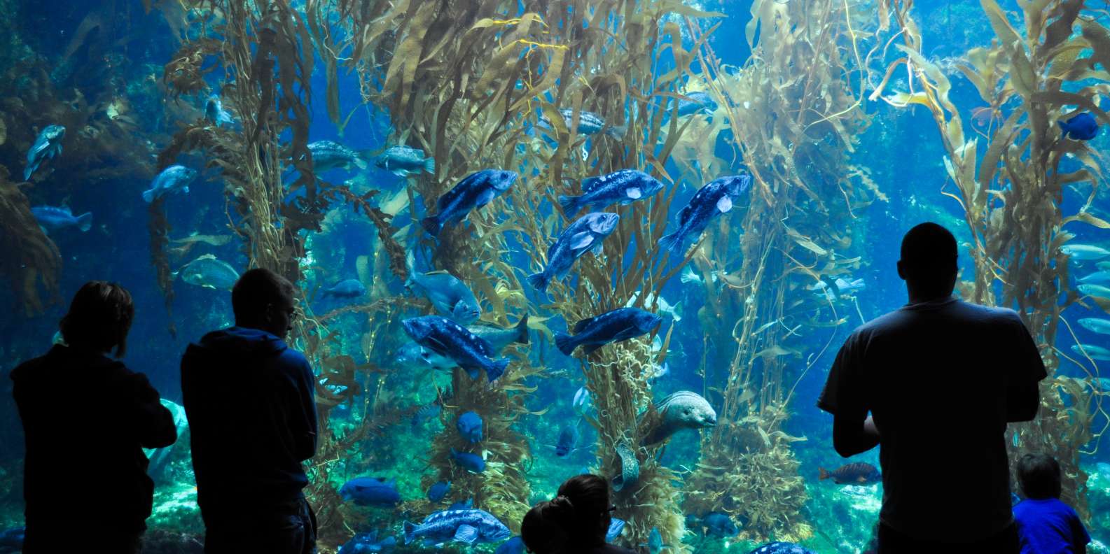 Birch Aquarium in San Diego bezoeken? Nu tickets boeken! GetYourGuide