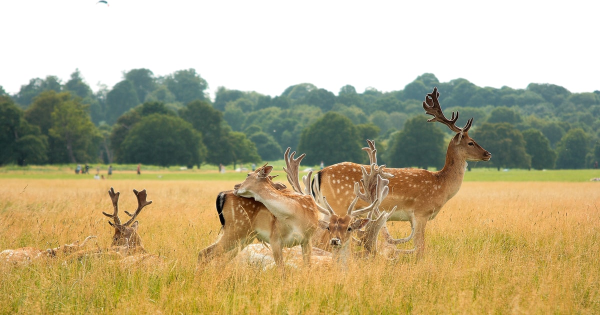 Richmond Park, London - Book Tickets & Tours 