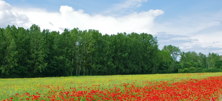 Flanders Fields
