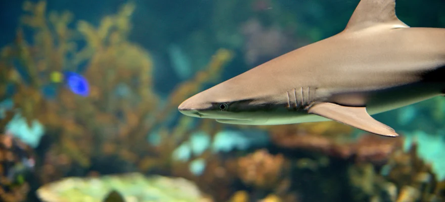 Shark Reef at Mandalay Bay