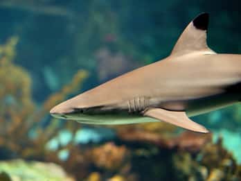 Shark Reef Aquarium at Mandalay Bay Tours & Tickets