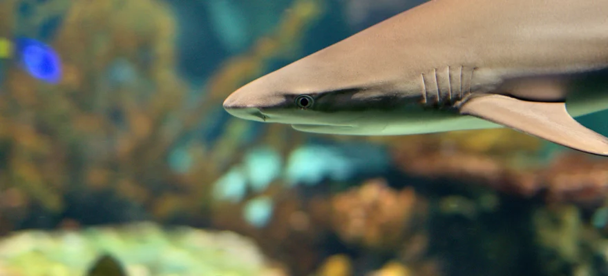 Shark Reef Aquarium
