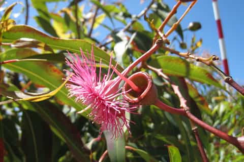 Real Jardín Botánico de Cranbourne Accesible con silla de ruedas lo