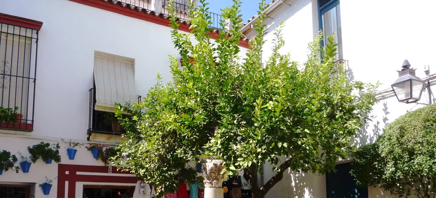 Calleja de las Flores