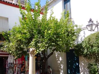 Calleja de las Flores Calleja de las Flores