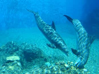 Siegfried & Roy's Secret Garden and Dolphin Habitat Tours & Tickets