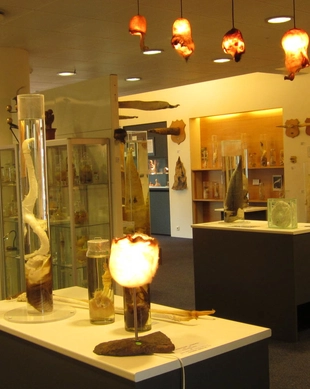 Islands fallosmuseum