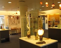 IJslands Fallusmuseum in Reykjavik & IJsland