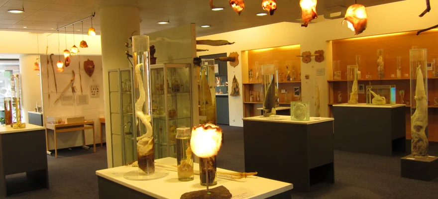 Icelandic Phallological Museum