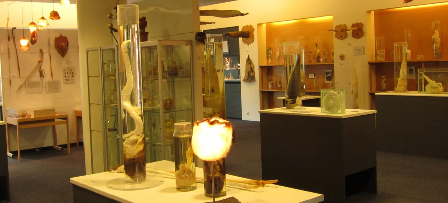 IJslands Fallusmuseum