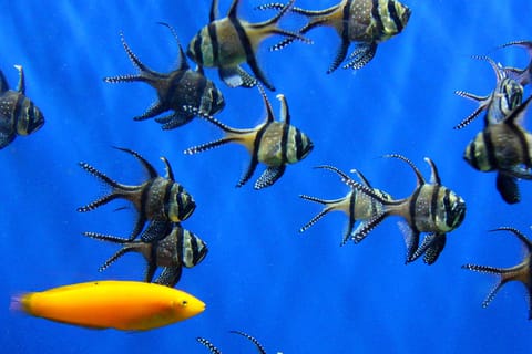 Sea Life London Aquarium