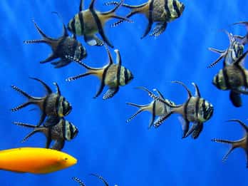 Sea Life Londres Sea Life Londres