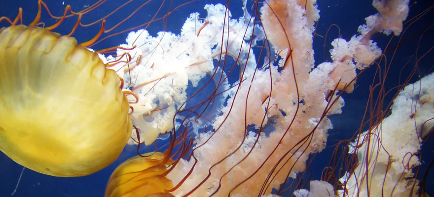 Aquarium of the Bay