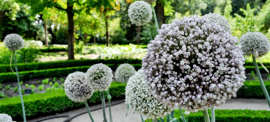 Królewski Ogród Botaniczny w Madrycie