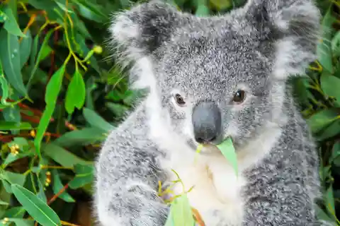 8. Featherdale Wildlife Park