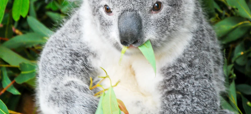Featherdale Wildlife Park