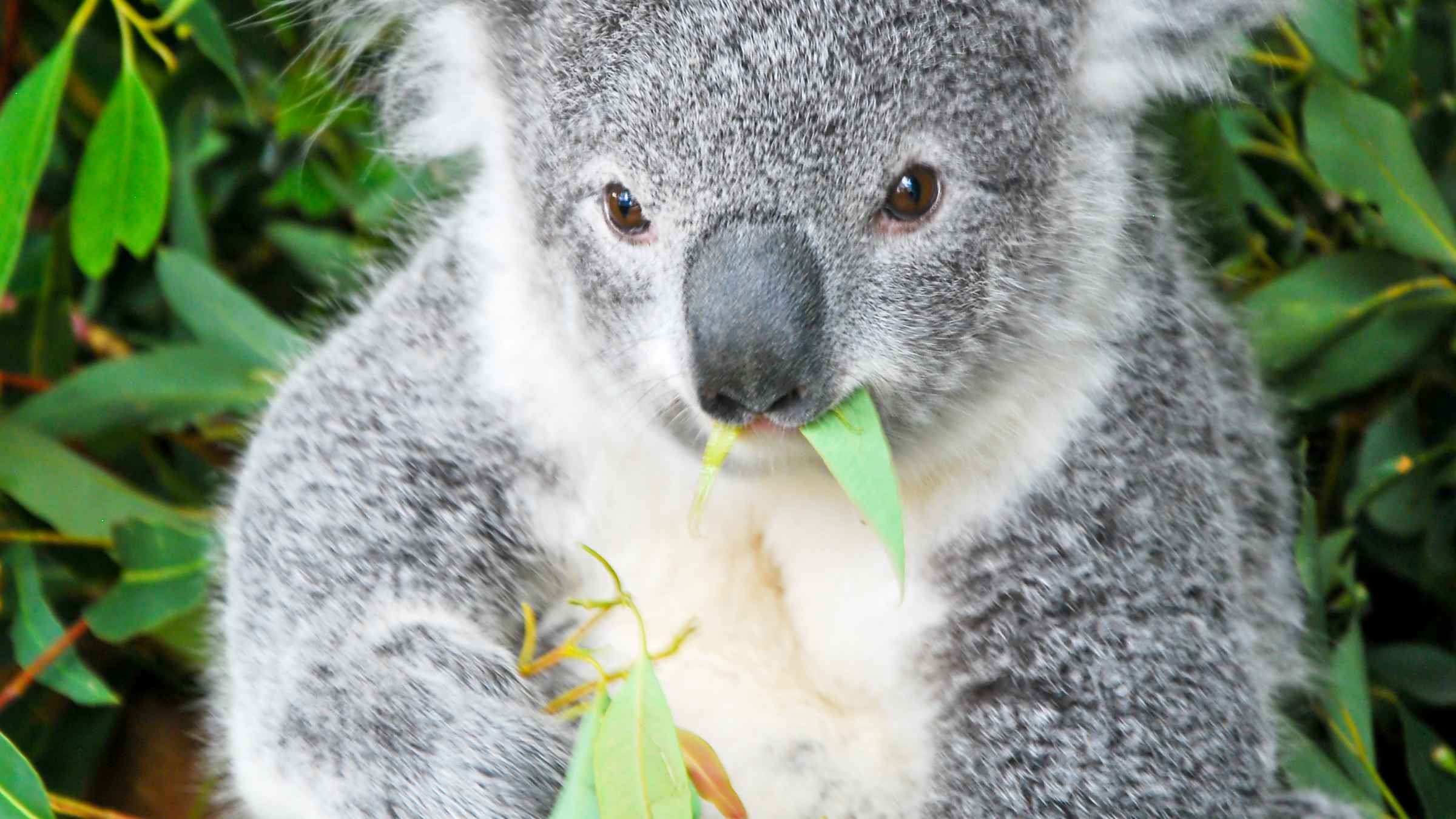 Tickets & Eintrittskarten Featherdale Wildlife Park
