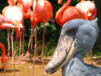 Zoológico de Ueno: Tours y Entradas