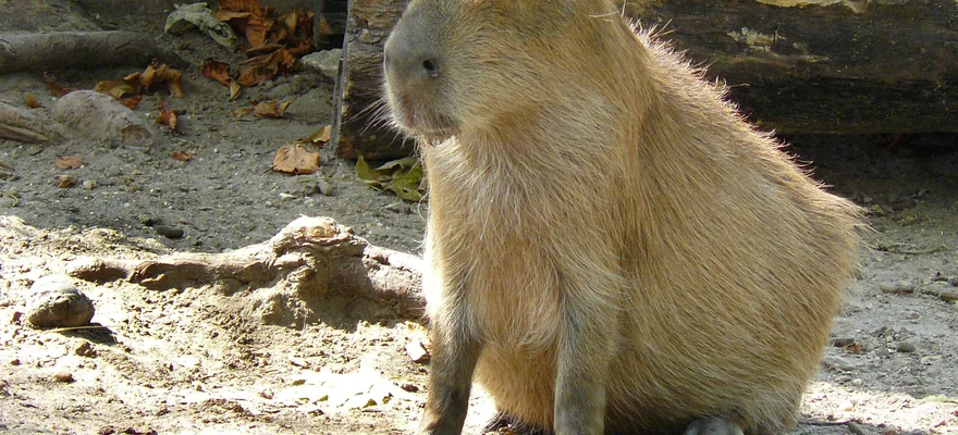 Dierentuin van Boedapest