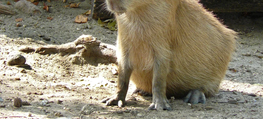 Zoo i ogród botaniczny w Budapeszcie