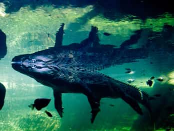 WILD LIFE Sydney Zoo WILD LIFE Sydney Zoo
