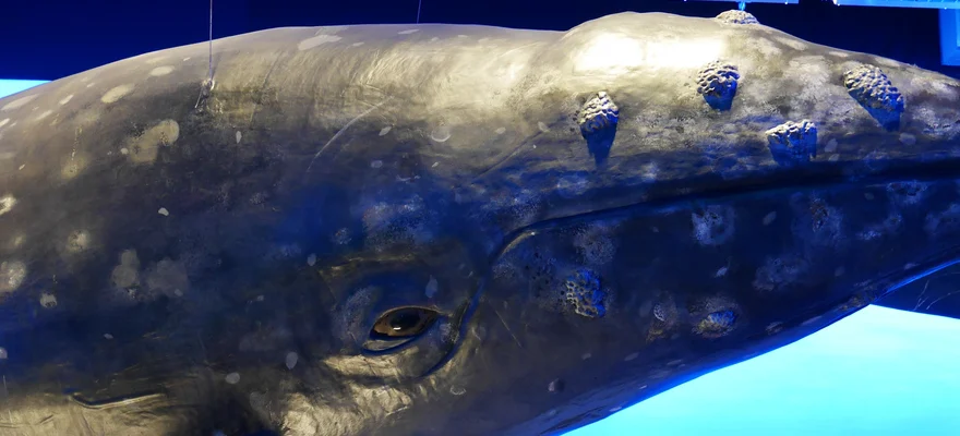 Whales of Iceland