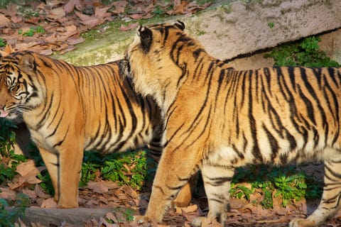 Zoo de Barcelona