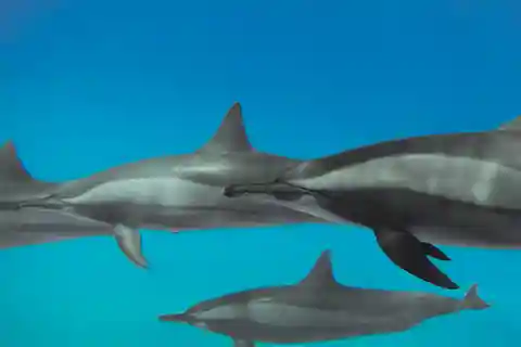 2. Red Sea Dolphin