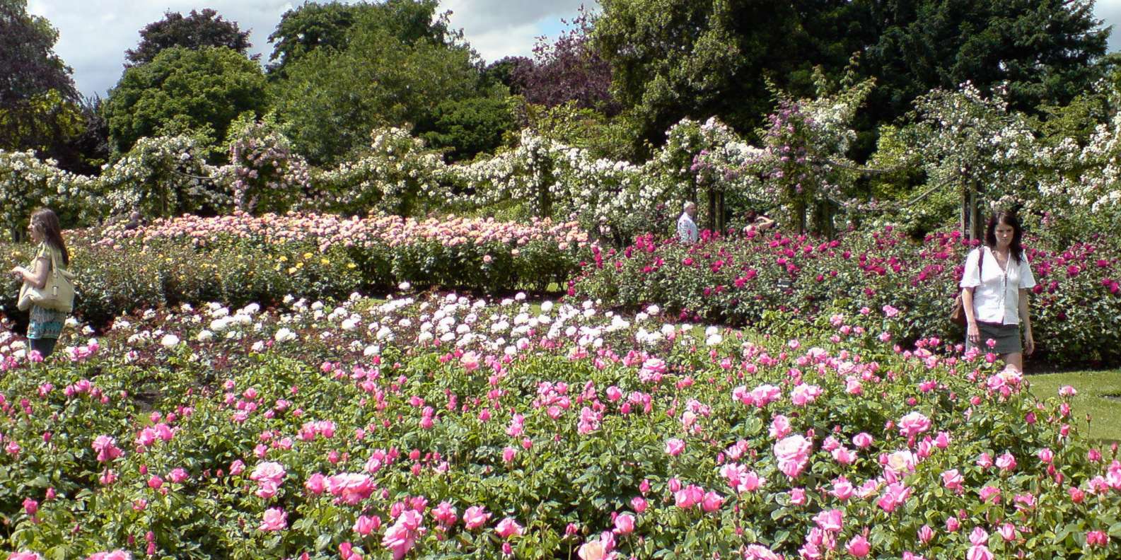 The Best Queen Marys Rose Gardens Day Trips 2022 Free Cancellation