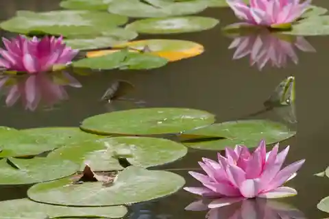 10. ラ コンセプシオン植物園