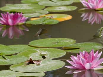 Botanischer Garten La Concepción