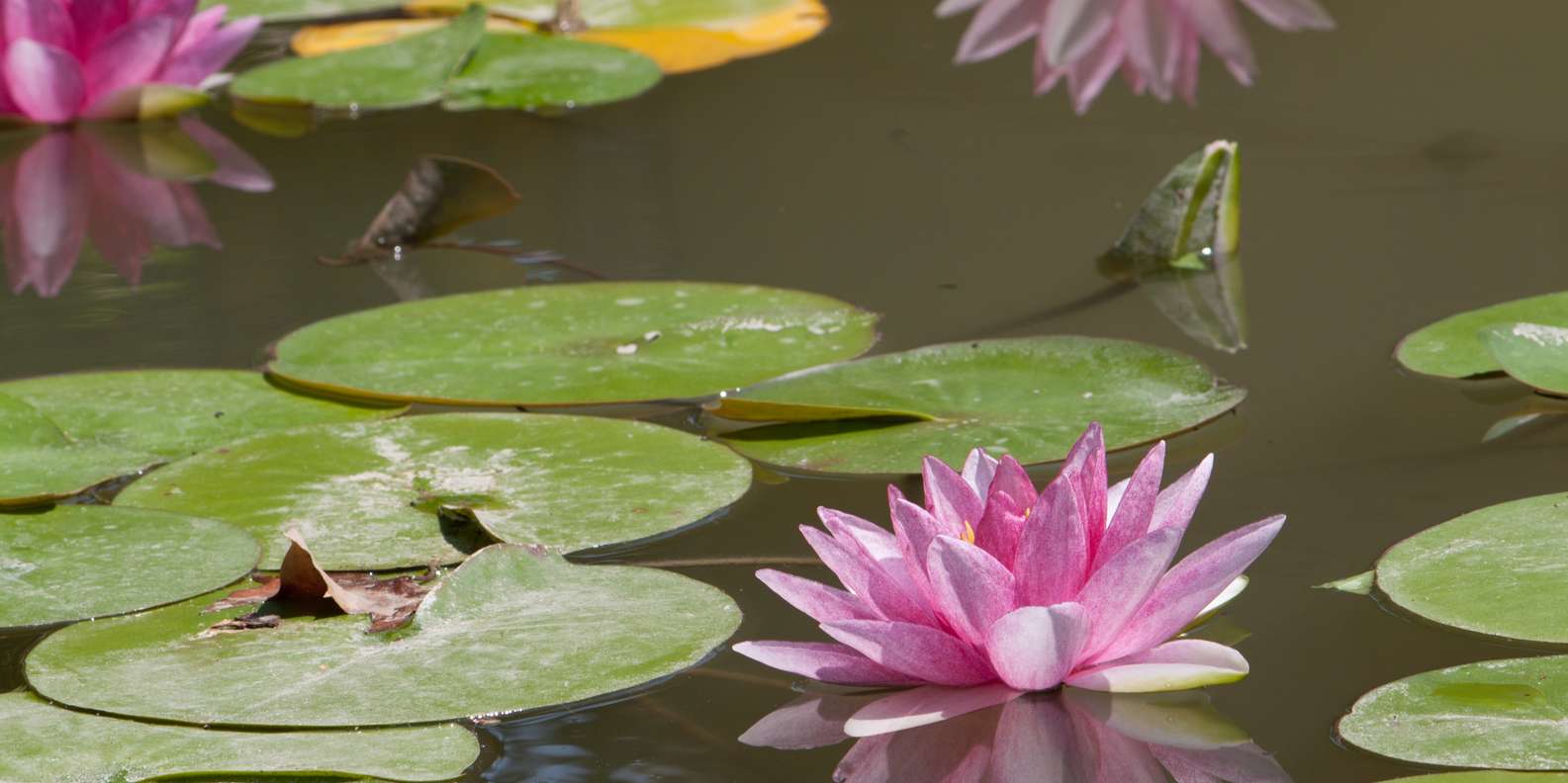 Botanischer Garten La Concepci n Malaga Tickets Eintrittskarten
