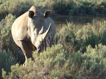 Aquila Private Nature Reserve Tours & Tickets