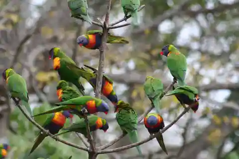 3. Lone Pine Koala Sanctuary