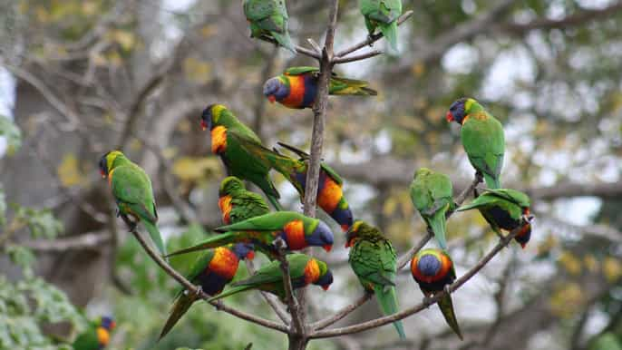 Lone Pine Koala Sanctuary Brisbane Reserva De Entradas Y Tours