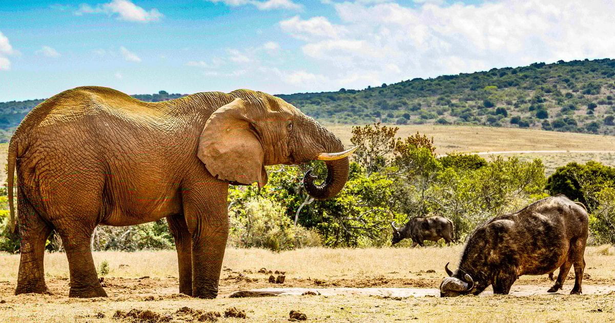 Parc national des Éléphants d'Addo, Réservez des tickets pour votre visite GetYourGuide.fr Parc national des Éléphants d'Addo, Réservez des tickets pour votre visite GetYourGuide.fr