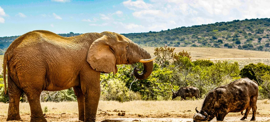 Addo Elephant National Park