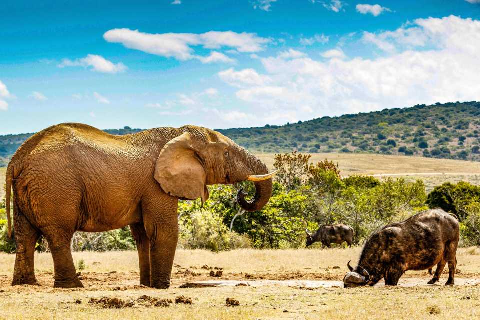 Parque Nacional de los Elefantes de Addo, Eastern Cape - Reserva de  entradas y tours | GetYourGuide