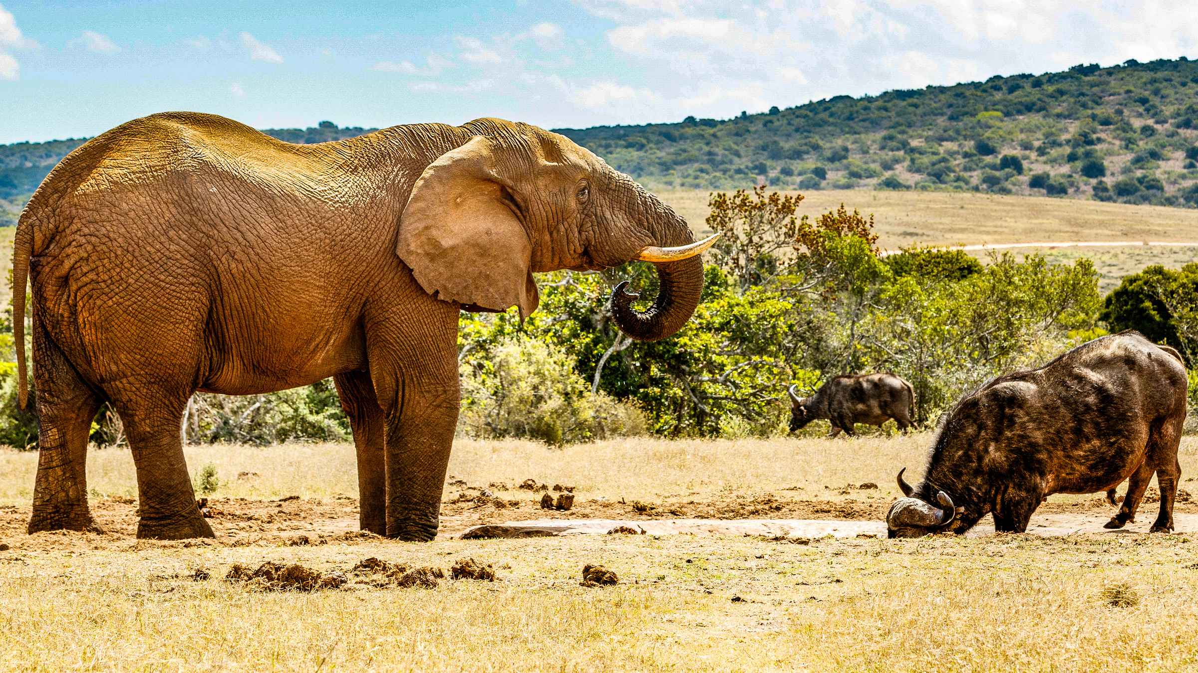 The BEST Addo Elephant National Park Bungee Jumping 2022 FREE